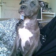 Blanding af racer Chica