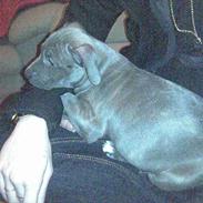 Blanding af racer Chica