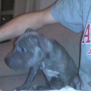 Blanding af racer Chica