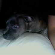 Blanding af racer Chica