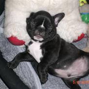 Fransk bulldog laban