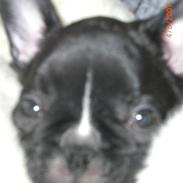 Fransk bulldog laban