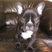 Fransk bulldog laban