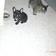 Fransk bulldog laban