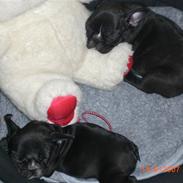 Fransk bulldog laban