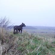 Staffordshire bull terrier kenzo