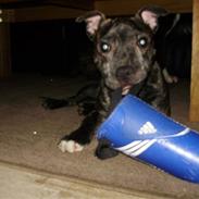 Staffordshire bull terrier kenzo