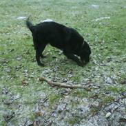 Blanding af racer Rollo<´3 Død d. 5 mar. ];