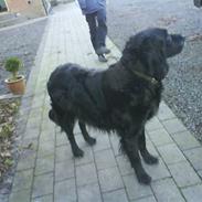 Blanding af racer Rollo<´3 Død d. 5 mar. ];