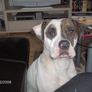 Amerikansk bulldog randi R.I.P. 2009