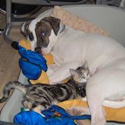 Amerikansk bulldog randi R.I.P. 2009