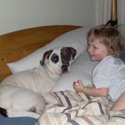 Amerikansk bulldog randi R.I.P. 2009