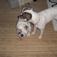 Amerikansk bulldog randi R.I.P. 2009