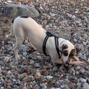 Amerikansk bulldog randi R.I.P. 2009