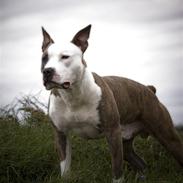 Amerikansk staffordshire terrier Diancho