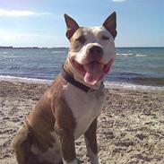 Amerikansk staffordshire terrier Diancho