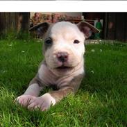 Amerikansk staffordshire terrier Diancho