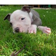 Amerikansk staffordshire terrier Diancho