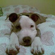 Amerikansk staffordshire terrier Diancho