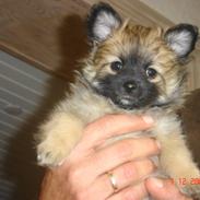 Blanding af racer Zazzi