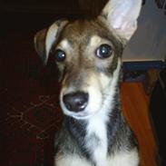 Blanding af racer Bobo