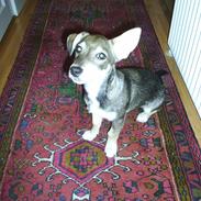 Blanding af racer Bobo