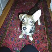 Blanding af racer Bobo