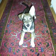 Blanding af racer Bobo