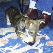 Blanding af racer Bobo