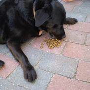 Blanding af racer Misha