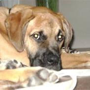 Blanding af racer nemo