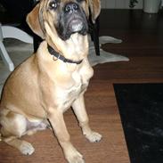 Blanding af racer nemo