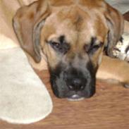 Blanding af racer nemo