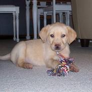 Labrador retriever Baloo