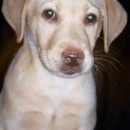 Labrador retriever Baloo