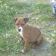 Amerikansk staffordshire terrier Tika