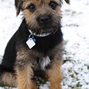 Border terrier Basse