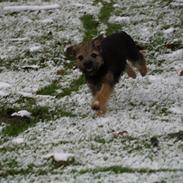 Border terrier Basse