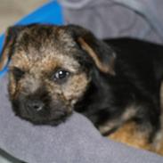 Border terrier Basse