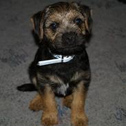 Border terrier Basse