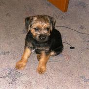 Border terrier Basse