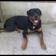 Rottweiler Balder