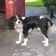 Cavalier king charles spaniel Petit