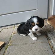 Cavalier king charles spaniel Petit