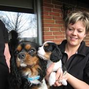 Cavalier king charles spaniel Petit