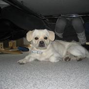 Blanding af racer Gismo