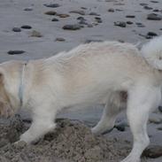 Blanding af racer Gismo