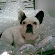 Blanding af racer Emma