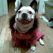 Blanding af racer Emma