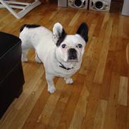 Blanding af racer Emma